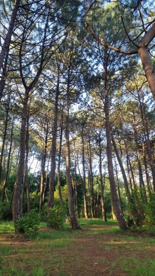 Cocon Du Lac Mobilhome 3 Chambres,6 Pers,Camping Mayotte 5 Etoiles Biscarrosse Landes المظهر الخارجي الصورة